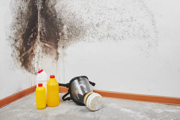 Best Mold Remediation Experts  in Mission, SD