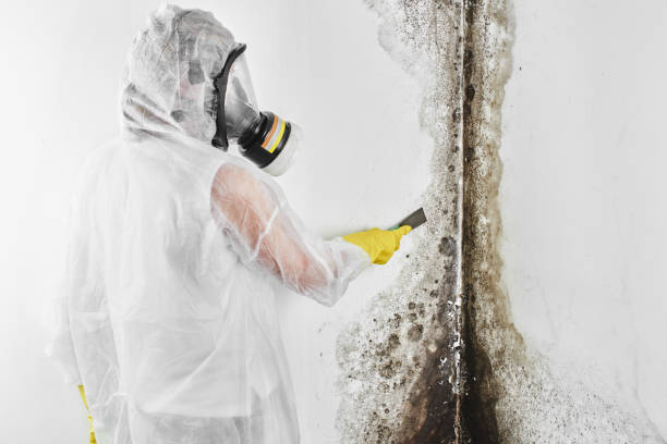 Best Toxic Mold Removal  in Mission, SD