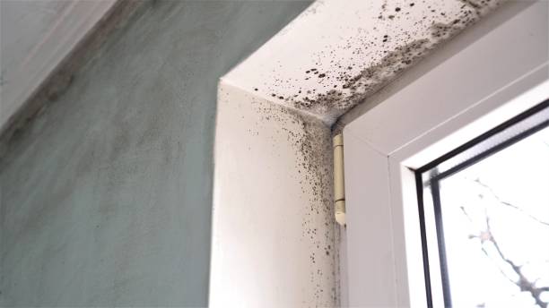 Best Certified Mold Removal  in Mission, SD