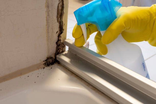 Best Local Mold Removal Service  in Mission, SD