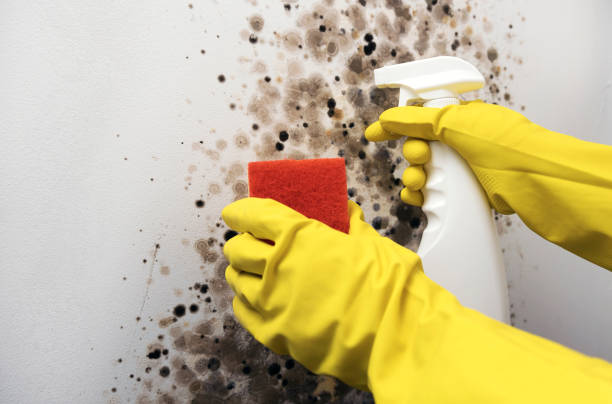 Best Fast Mold Removal  in Mission, SD