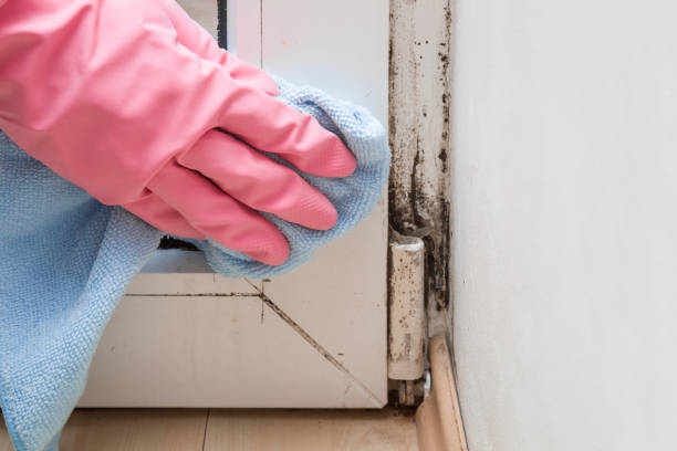 Best Mold Cleaning Services  in Mission, SD