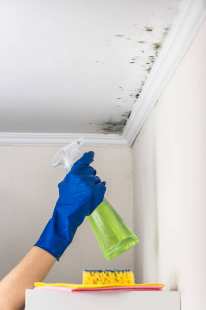 Best Residential Mold Removal  in Mission, SD